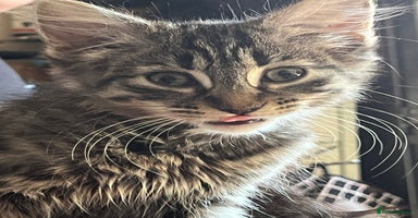 Mixed Breed cats - Advert 9