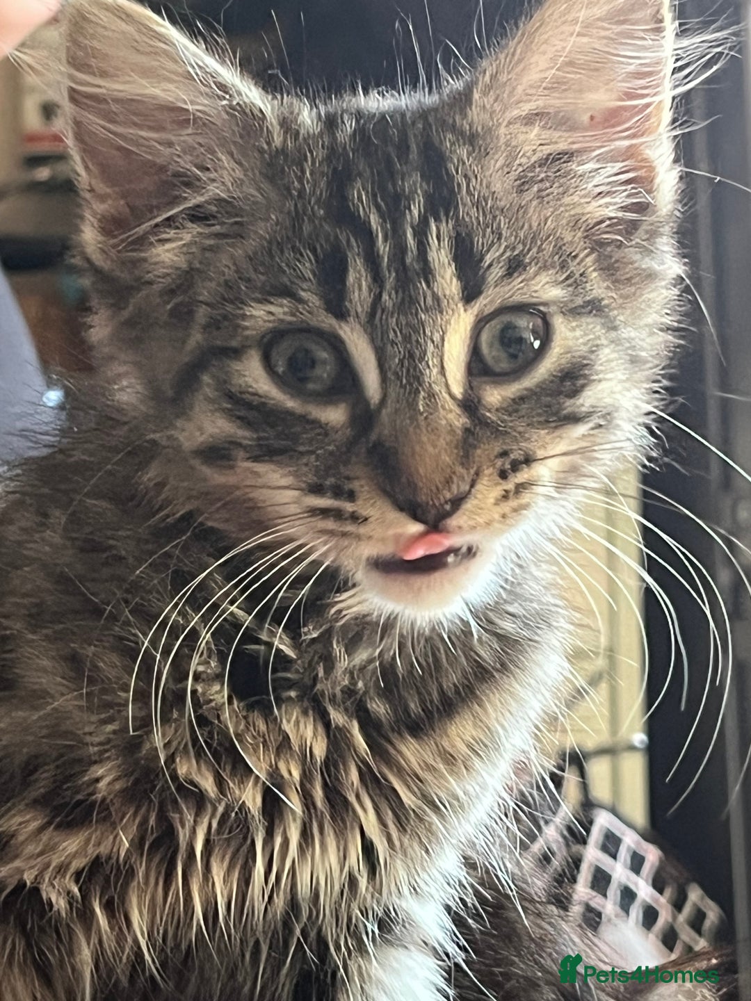 Mixed Breed cats for sale: Beautiful mixed kittens  - Image 22