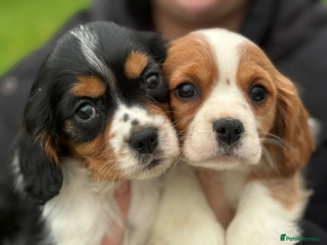 Cavalier King Charles Spaniel dogs for sale: Cavalier King Charles  - Advert 1