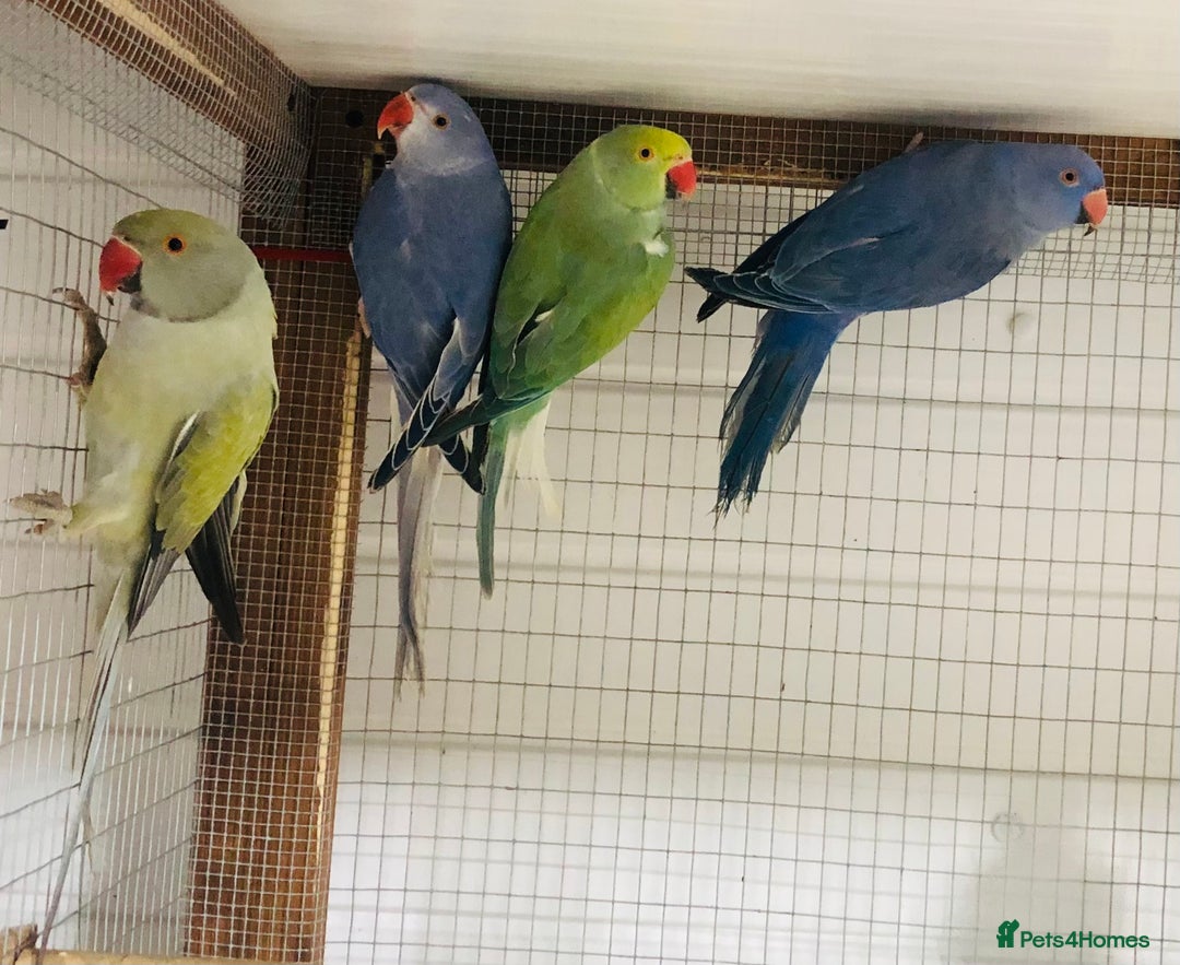 Ringnecks birds for sale: Beautiful coloured ringneck parrots for sale. - Image 5