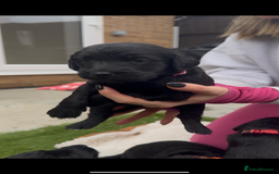 Labradoodle dogs for sale: Labradoodles  - Image 10