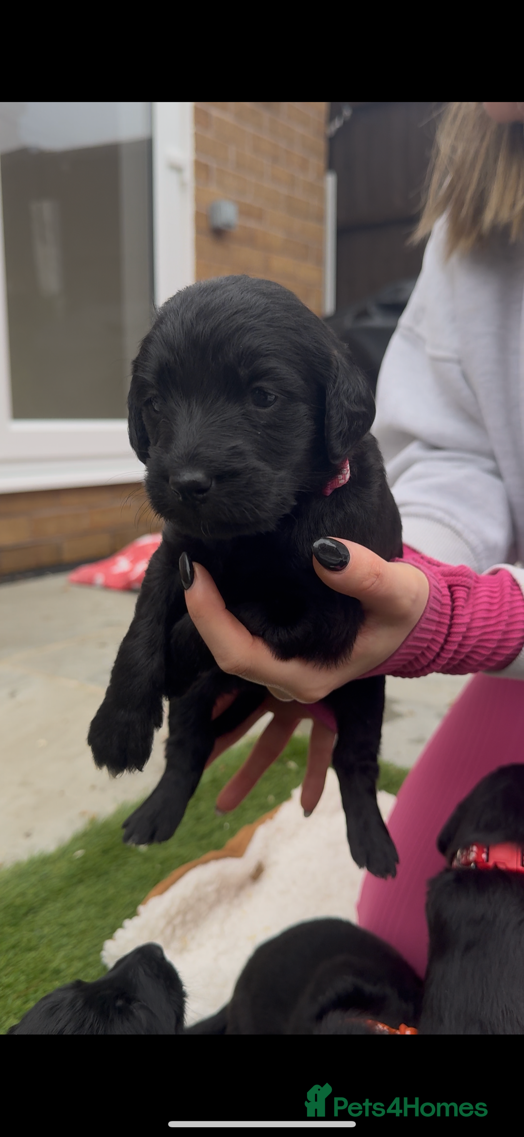 Labradoodle dogs for sale: Labradoodles  - Image 10