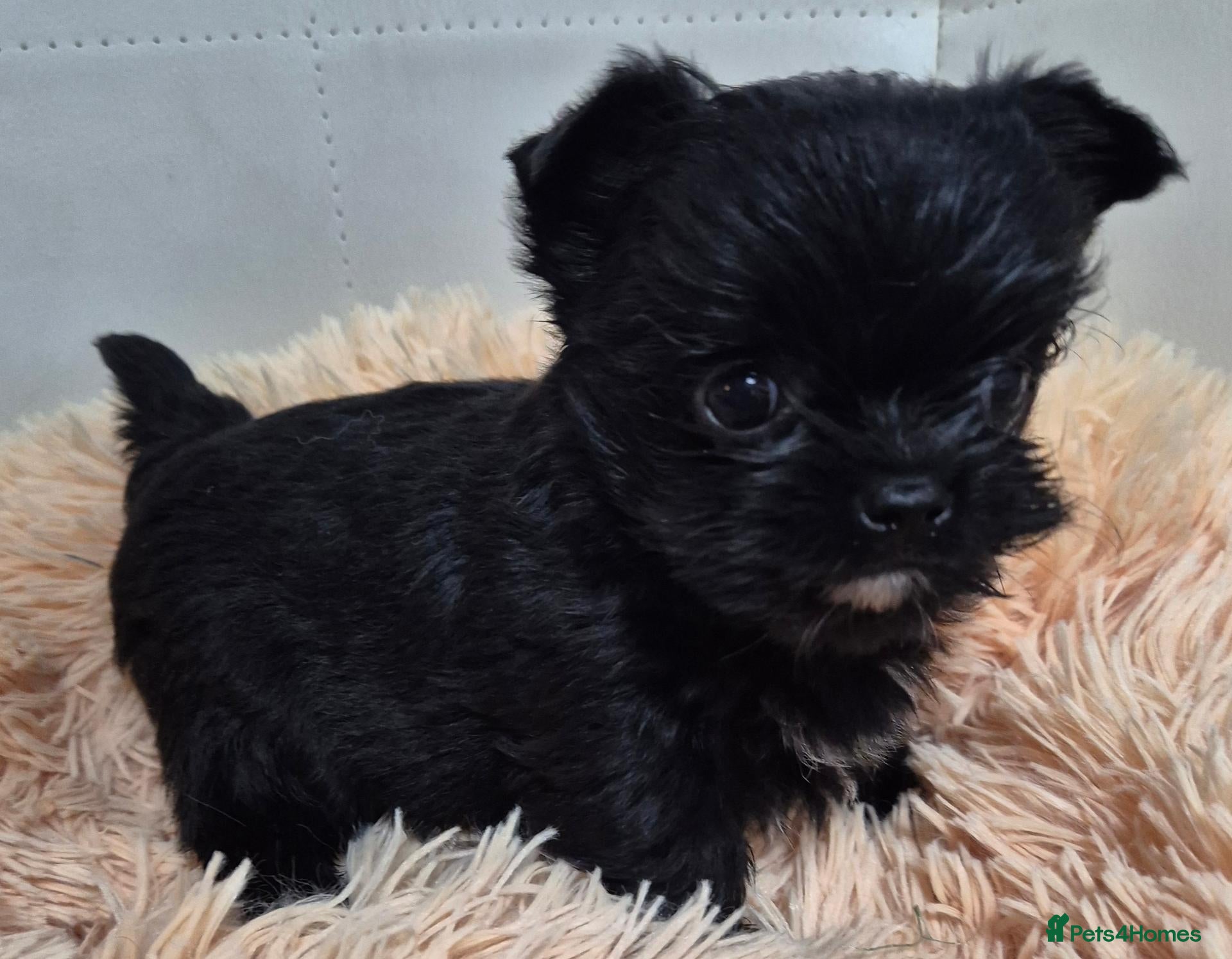 Yorkshire Terrier dogs Miniature Yorkshire Terrier  - Advert 17