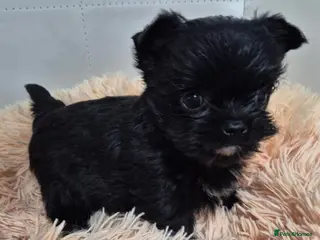 Yorkshire Terrier dogs Miniature Yorkshire Terrier - Advert 17