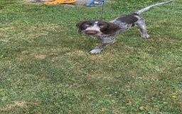 German Wirehaired Pointer dogs for sale: German wired haired stunning pointer pups  in Preston - Image 15
