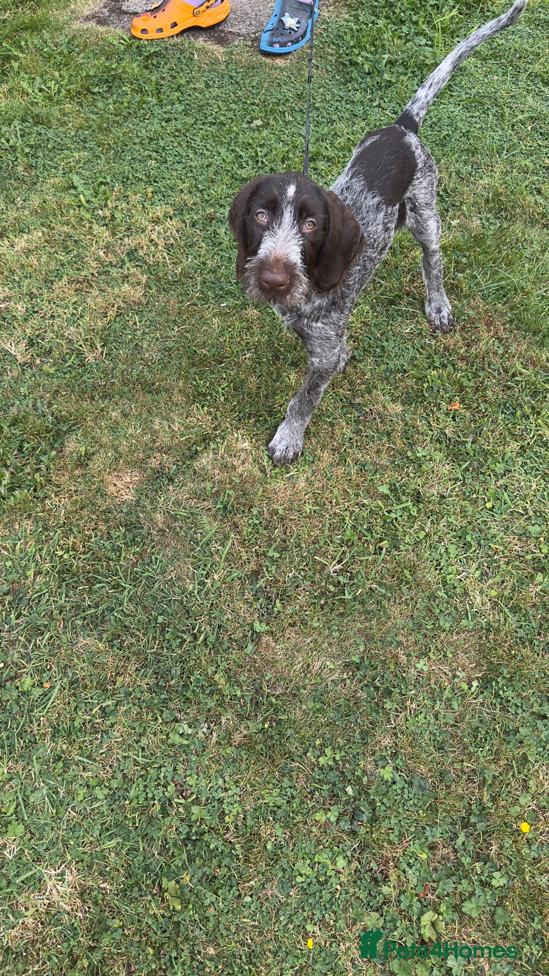German Wirehaired Pointer dogs for sale: German wired haired stunning pointer pups  in Preston - Image 15