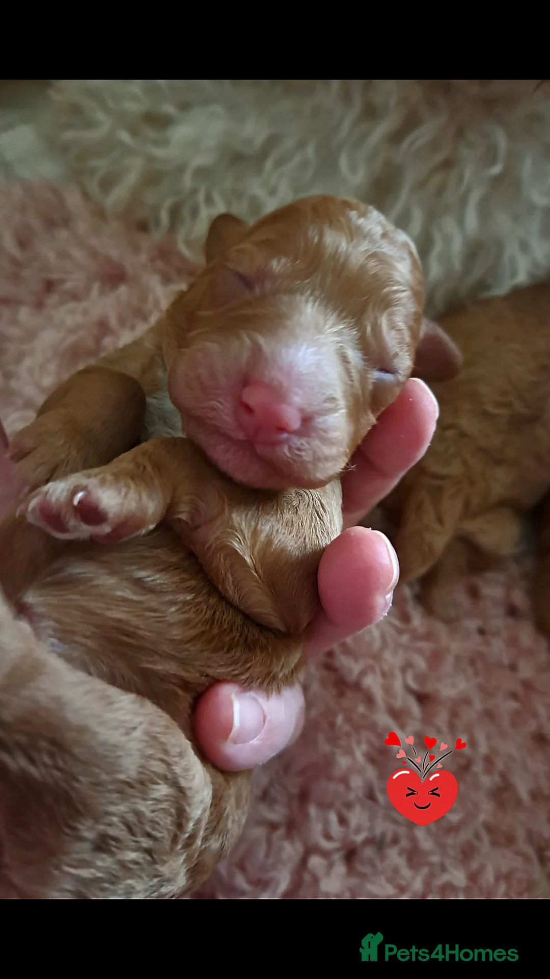 Cockapoo dogs for stud: cockapoo stud  in Aberlour - Advert 12