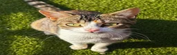 British Shorthair cats for sale: British Shorthair kittens. - Advert 28