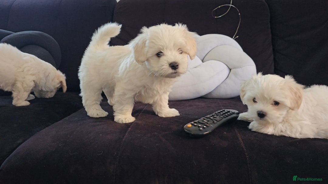 Maltese dogs for sale: Beautiful Puppies Maltese  - Image 4
