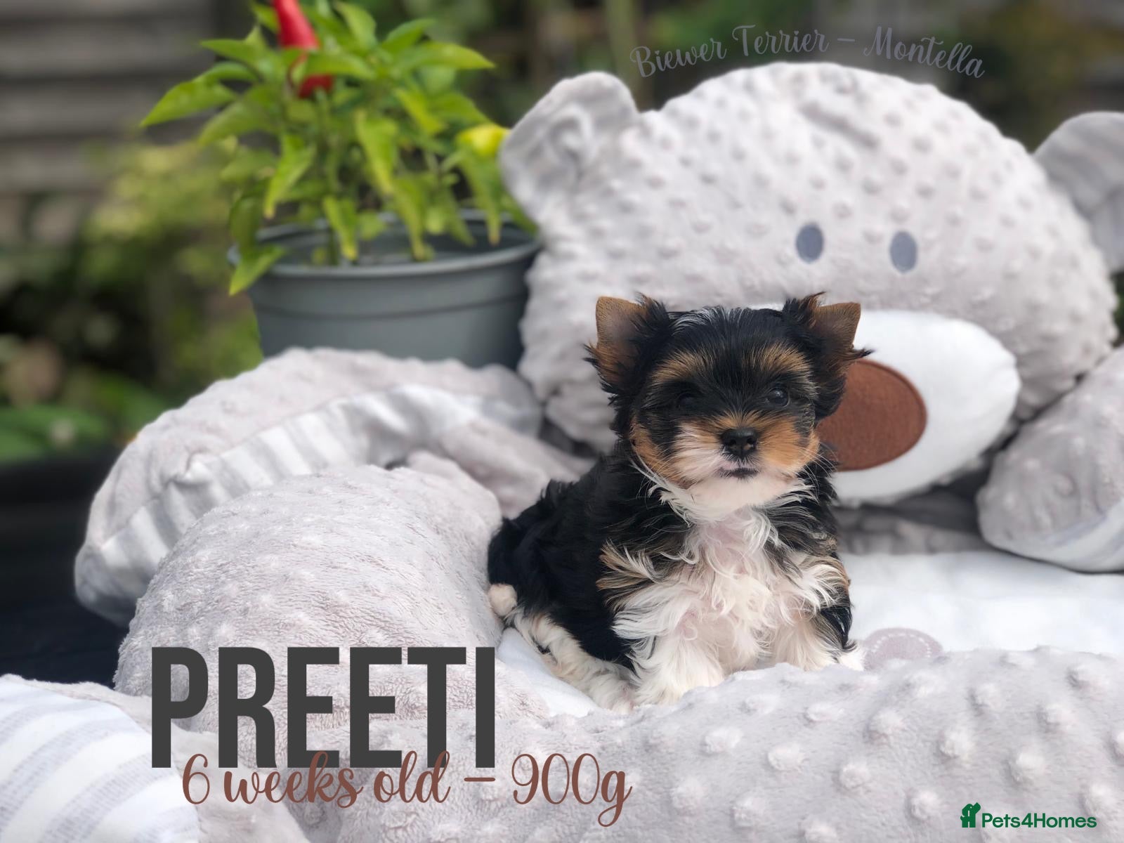 Yorkshire Terrier dogs One Gorgeous Girl Biewer Terrier LEFT! - Advert 1