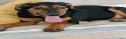 Mixed Breed dogs for adoption: Handsome Alfie - 5 months old Hound cross in Stone - Advert 6