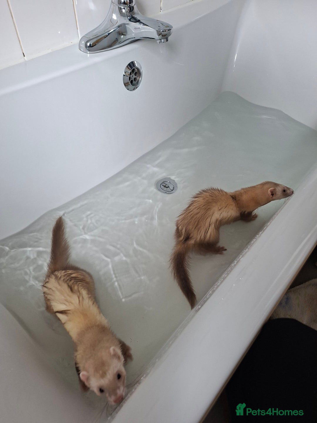 Ferret rodents for sale: 2 x male ferrets - Image 3