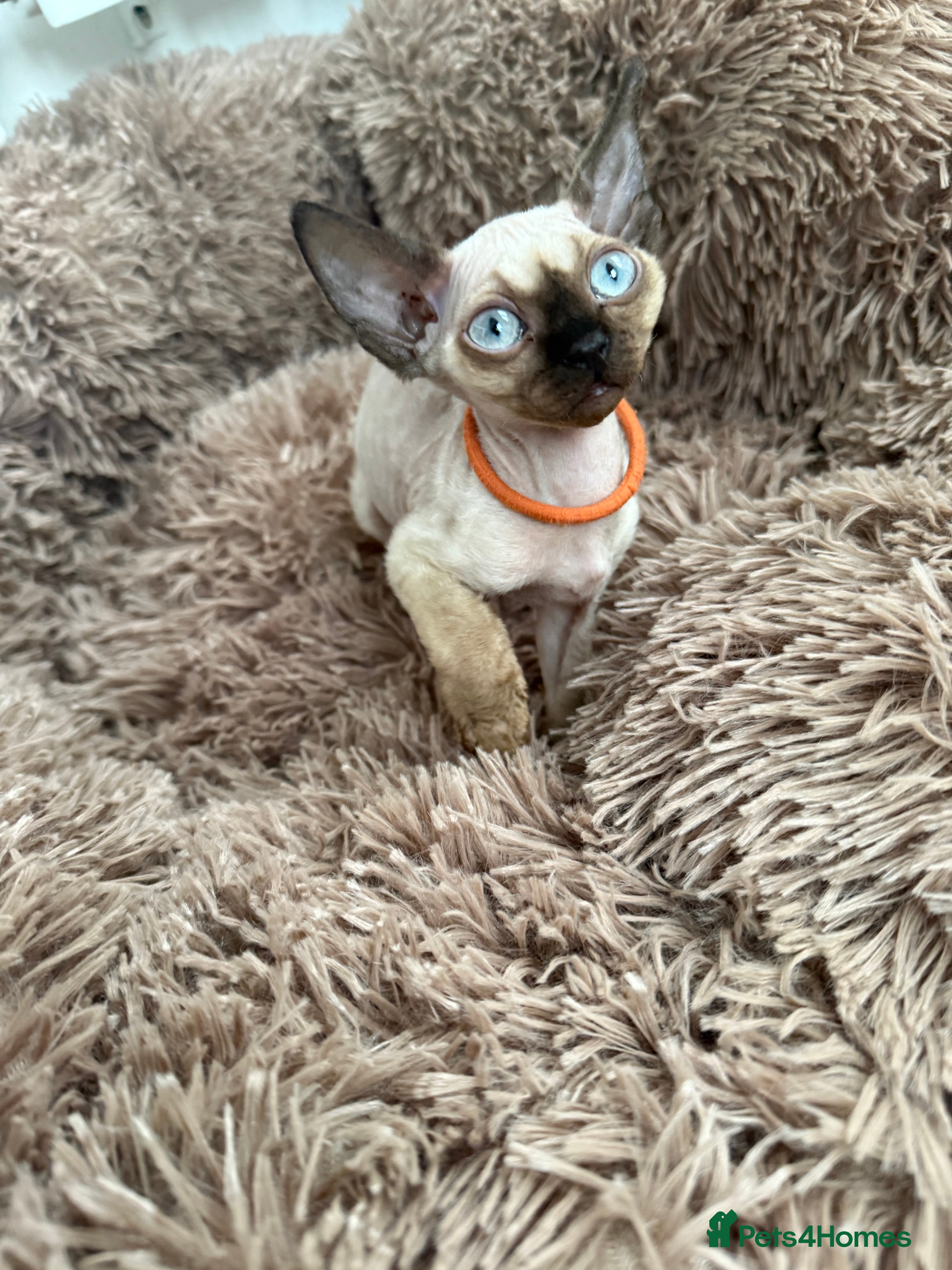 Devon Rex cats 😍😍😍 2 girls left registered GCCF😍😍😍 - Advert 2