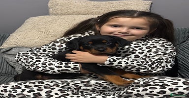Rottweiler dogs - Advert 15