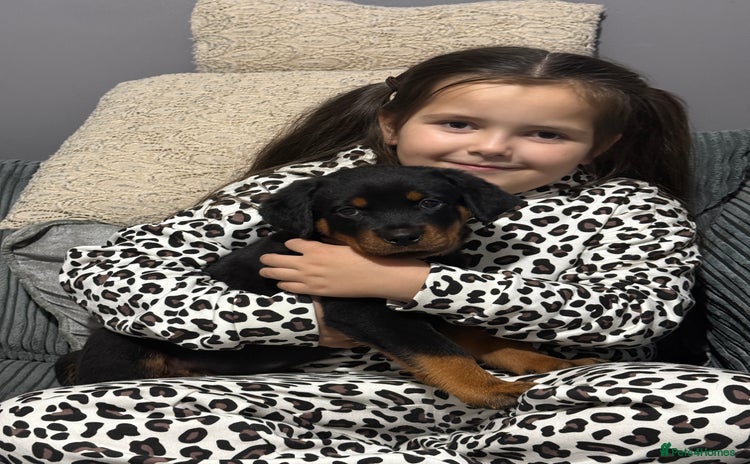Rottweiler dogs - Advert 1
