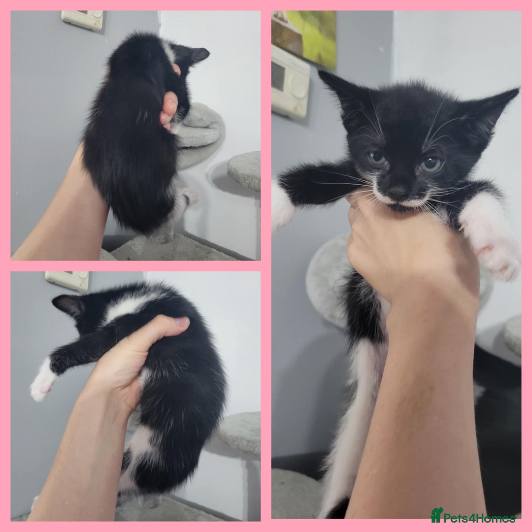 Mixed Breed cats for sale: Mixed breed kittens  - Image 4