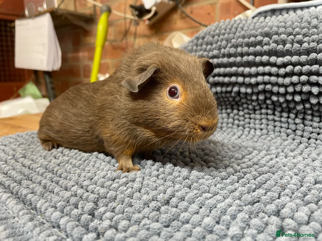 Guinea Pig rodents for sale: Slate Tan Smooth Haired Girls - Advert 1