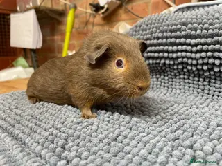 Guinea Pig rodents Slate Tan Smooth Haired Girls - Advert 1