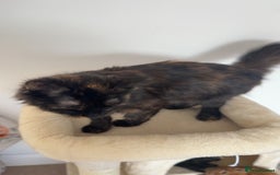 Mixed Breed cats for sale: Cat for sale - Image 2