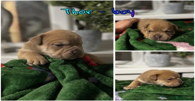Olde English Bulldogge dogs - Advert 9