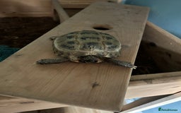 Tortoise reptiles for sale: Tortoise with set up - Image 3