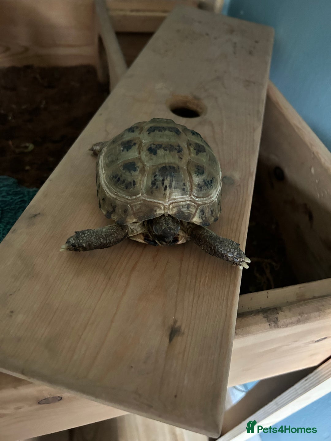 Tortoise reptiles for sale: Tortoise with set up - Image 3