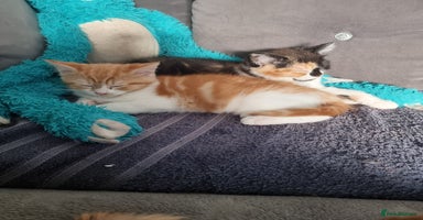 Persian cats Persian kittens - Advert 10