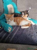 Persian cats Persian kittens - Advert 10