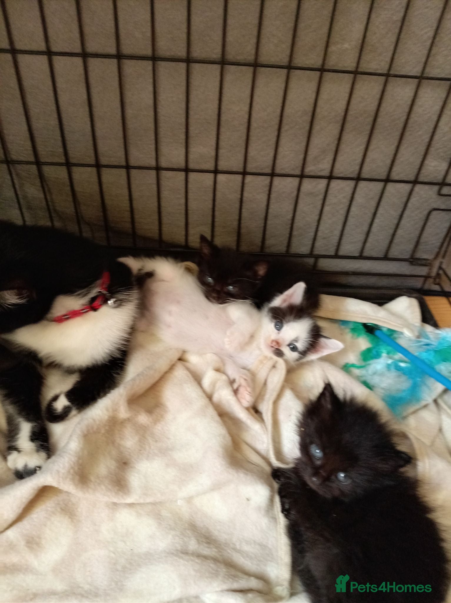 Mixed Breed cats Kay mcdonald - Advert 4