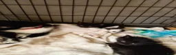Mixed Breed cats for sale: Kay mcdonald - Advert 1