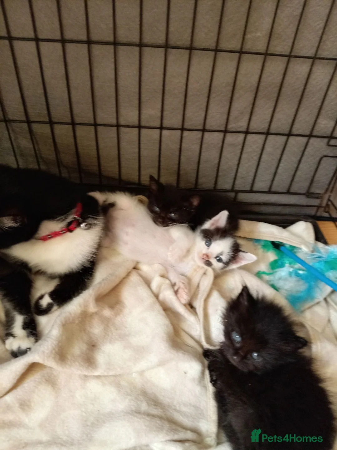 Mixed Breed cats for sale: Kay mcdonald - Advert 1
