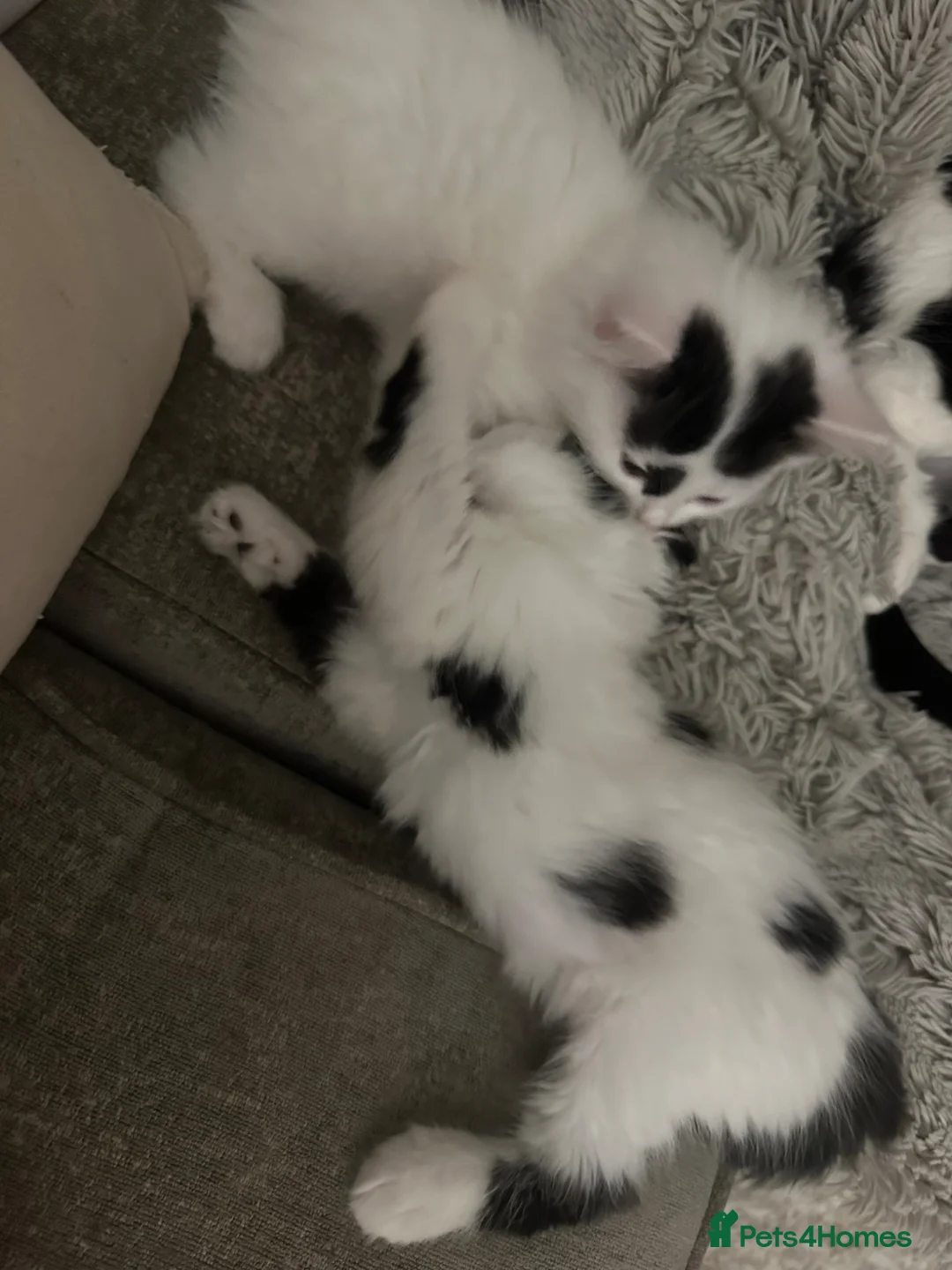 Mixed Breed cats for sale: 5 beautiful black and white kittens.READY TO GO!!  in Lichfield - Advert 2