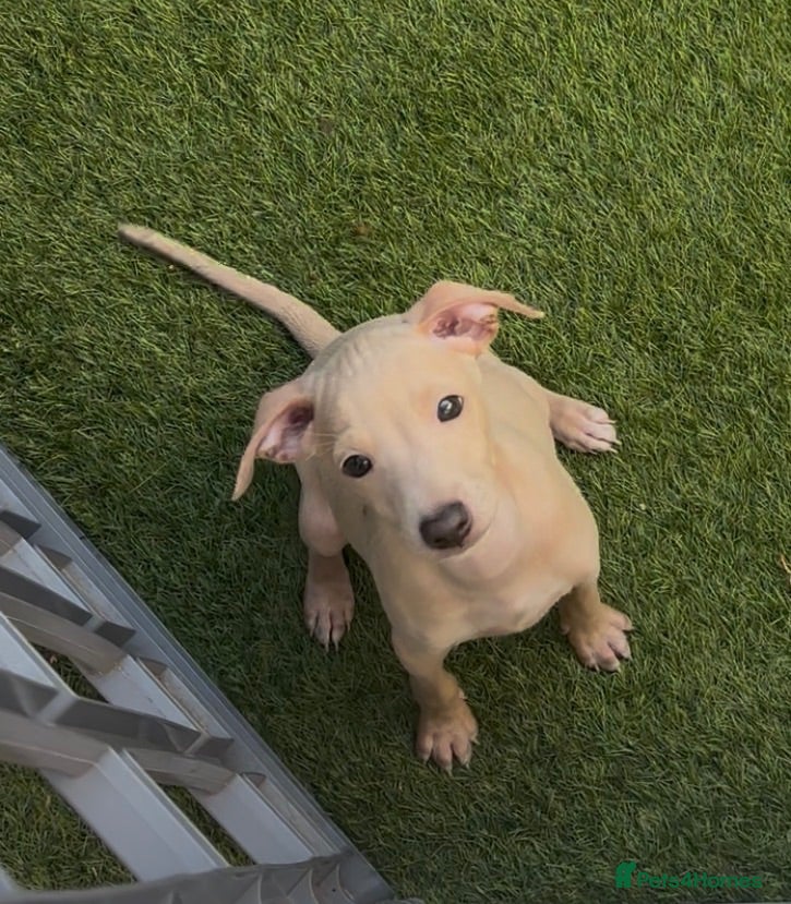 Italian Greyhound dogs Cream Boy Both Parents KC Registered & DNA tested  - Advert 8