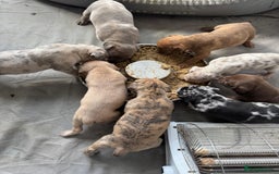 Mixed Breed dogs for sale: Top level Crossbreed pups - Image 1