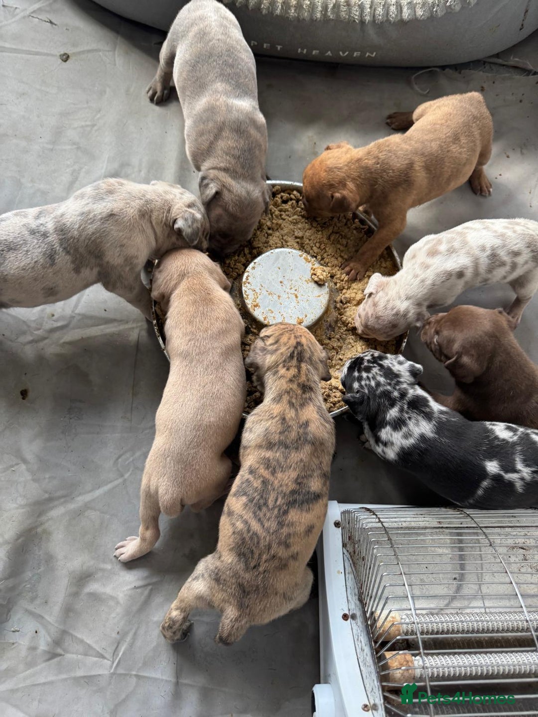 Mixed Breed dogs for sale: Top level Crossbreed pups - Image 1