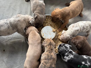 Mixed Breed dogs - Advert 23