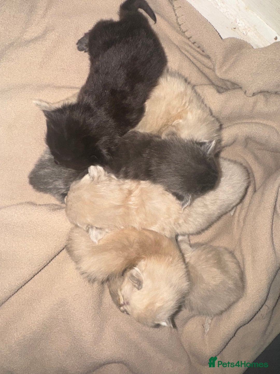 Ragdoll cats for sale: Tica Solid, Blue and Blue Mink Ragdolls - Advert 6