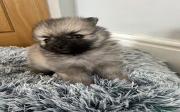 Pomeranian dogs for sale: Tiny Pomeranian puppies  - Image 8