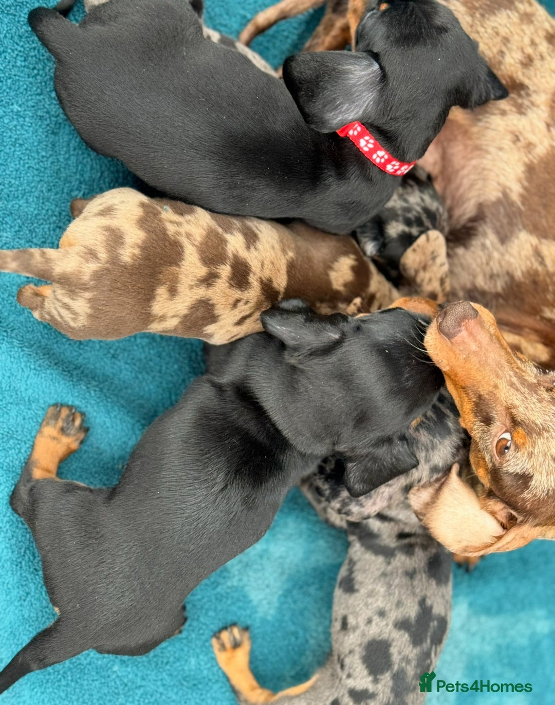 Miniature Dachshund dogs for sale: Miniature Dachshund Puppies  - Image 6