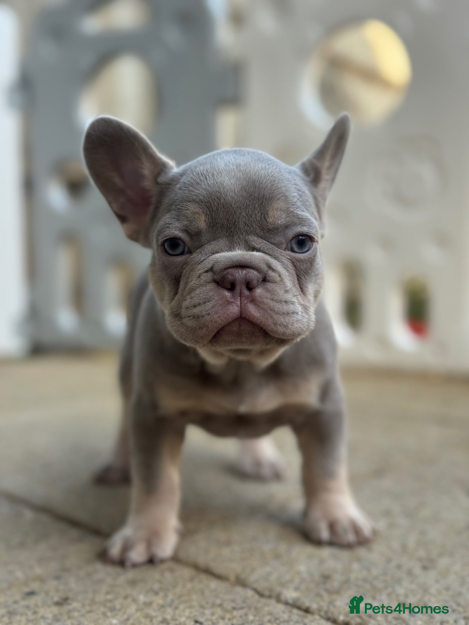 French Bulldog dogs Last Girls French Bulldog DNA Clear - Advert 2