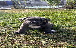 Cane Corso dogs for sale: Cane corso puppies looking for their forever homes - Image 31