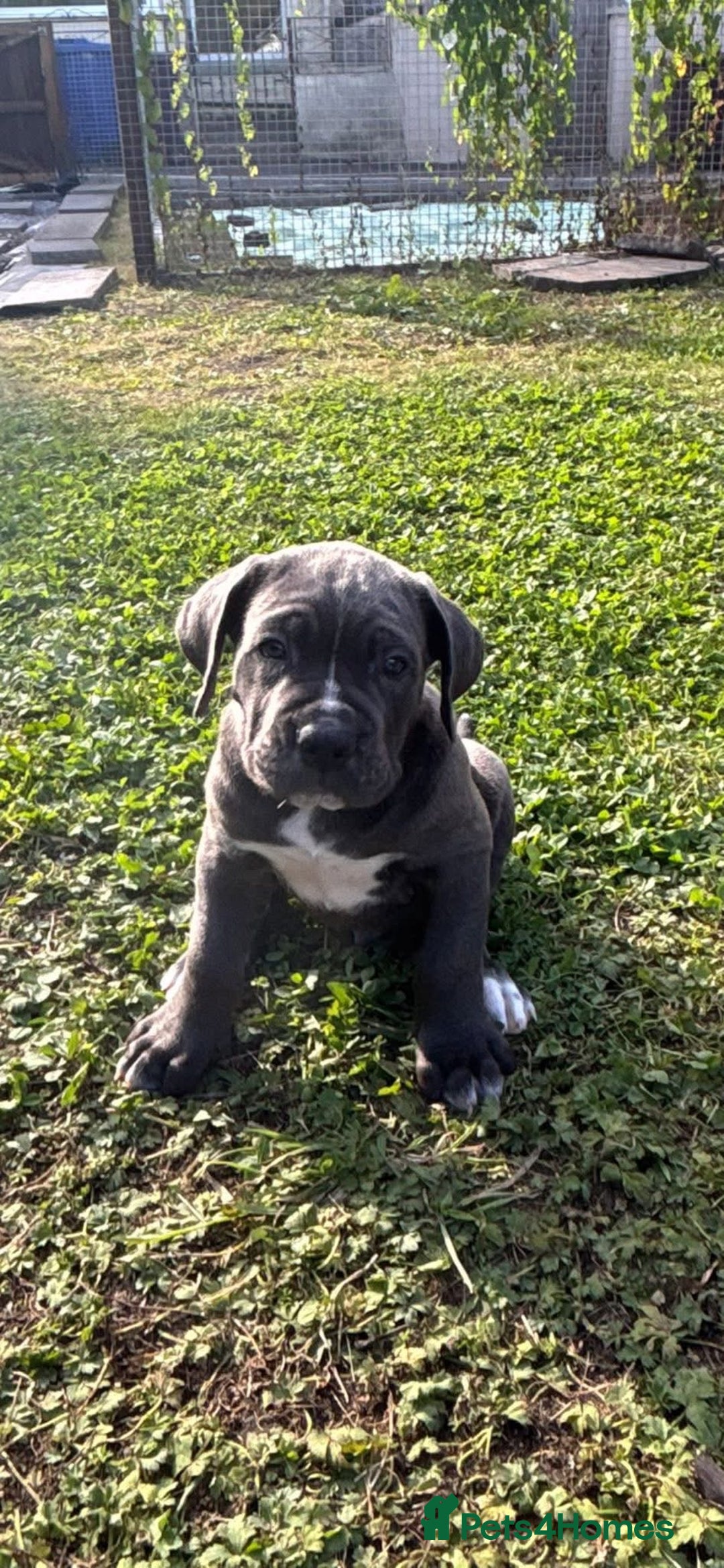 Cane Corso dogs for sale: Cane corso puppies looking for their forever homes - Image 31