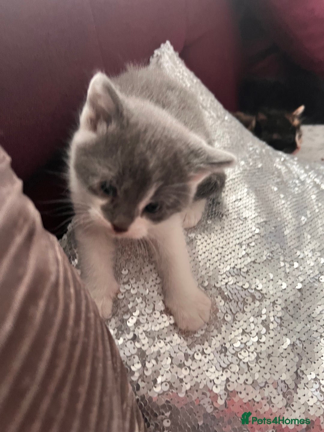 Mixed Breed cats for sale: Calico British Kittens – Home Raised – £350 Each - Advert 3