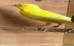 Canaries birds for sale: Irish canary hen  - Image 1