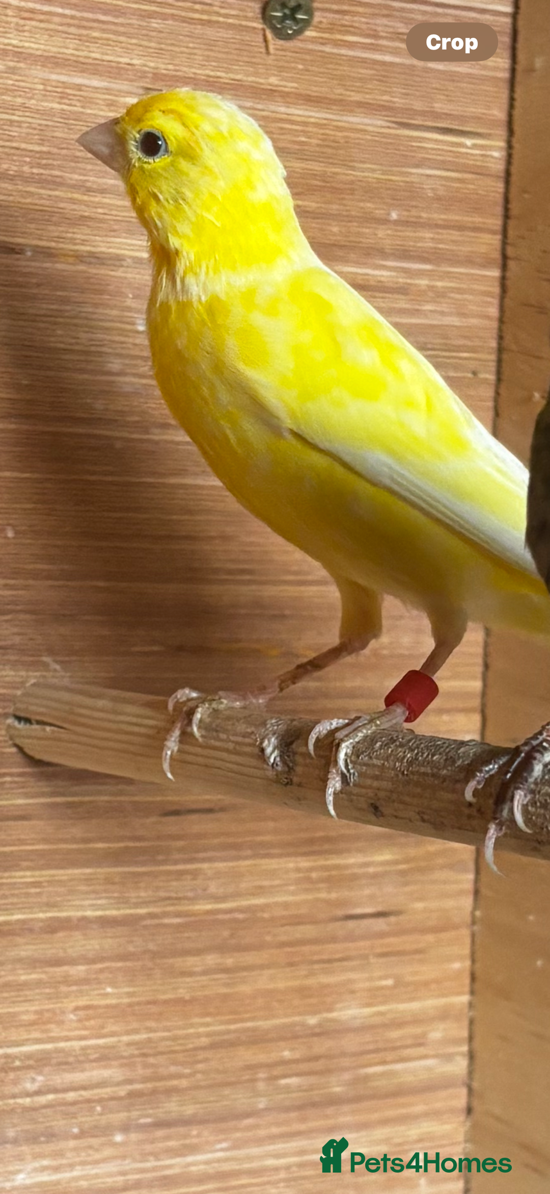 Canaries birds for sale: Irish canary hen  - Image 1