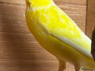 Canaries birds for sale - Advert 2