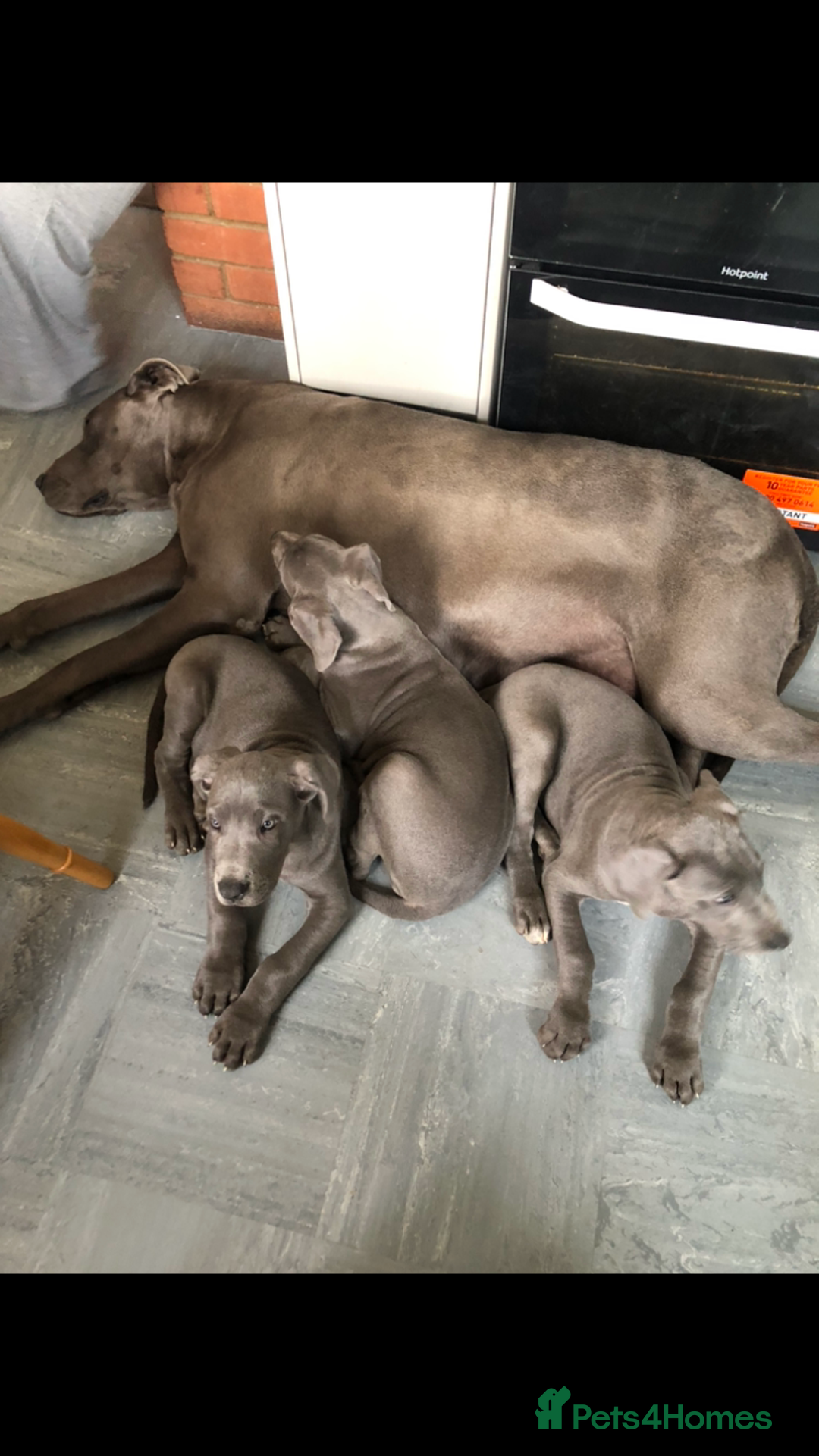 Great Dane dogs for sale: Blue Great Dane puppies - Advert 11