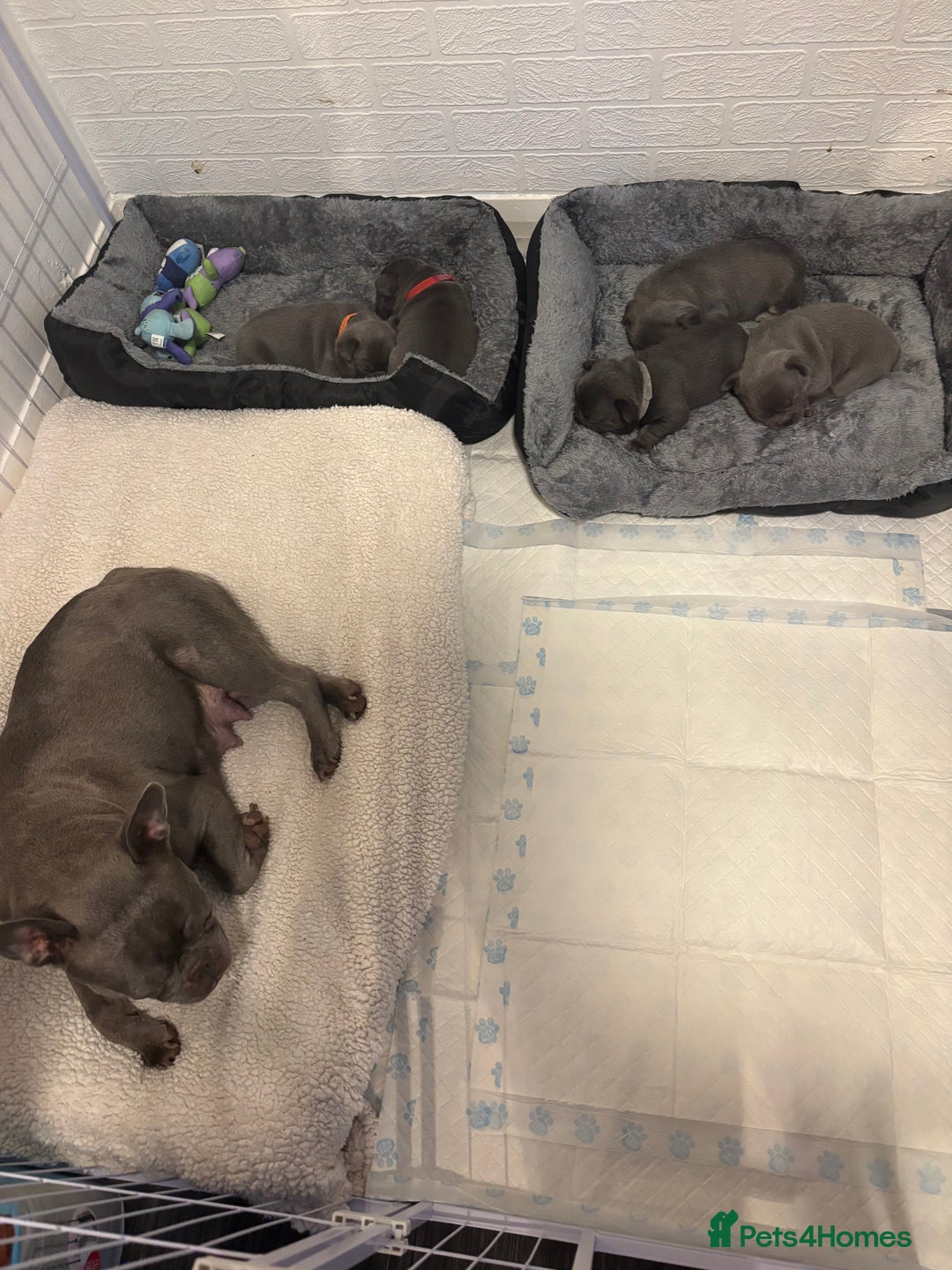 French Bulldog dogs for sale: Male French bulldog puppies  - Advert 15