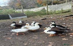 Ducks poultry for sale: Call ducks - Image 3