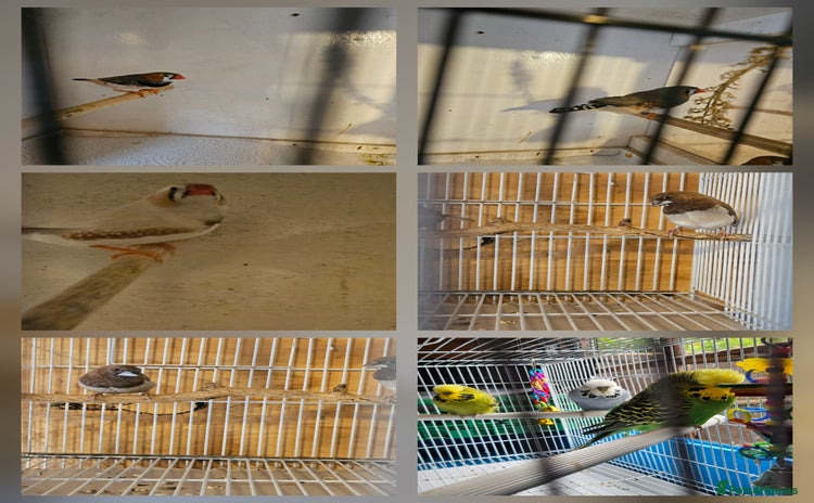 Finches birds - Advert 6